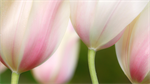 Fond d'écran gratuit de Fleurs - Tulipes numéro 59062